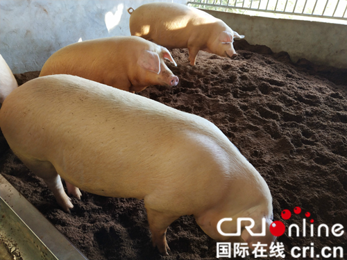 【CRI看福建主推】【寧德】【滾動新聞】【移動版】【Chinanews帶圖】寧德紫竹村企業家陳木成眼裏的“中國夢”：科技興農助推鄉村振興