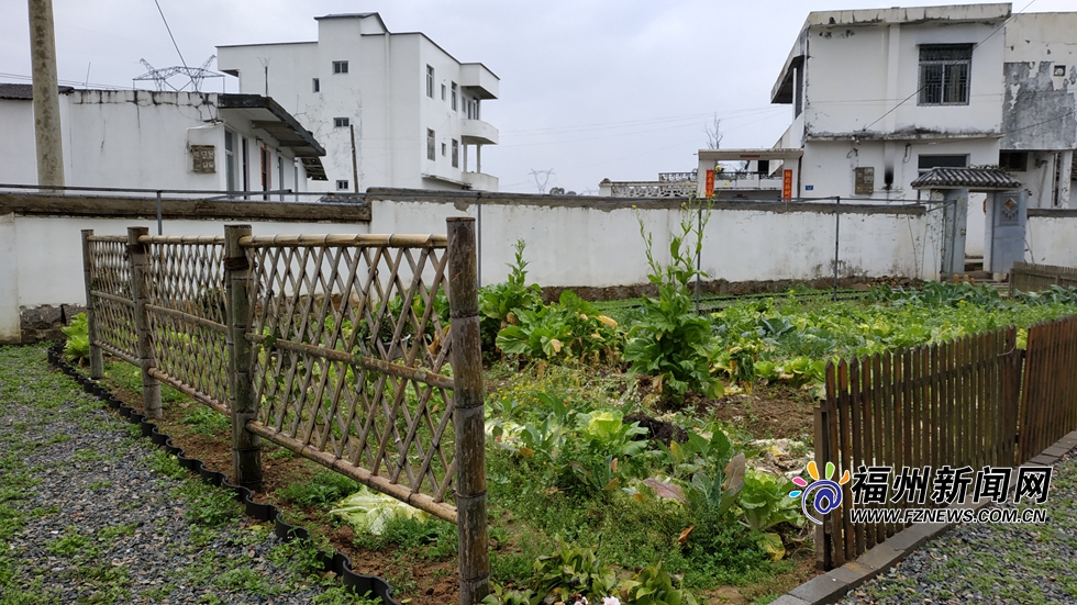 【福建時間主推】【福州】【移動版】【Chinanews帶圖】福州美麗鄉村建設生動實踐：天竹畬村油菜花開醉人心