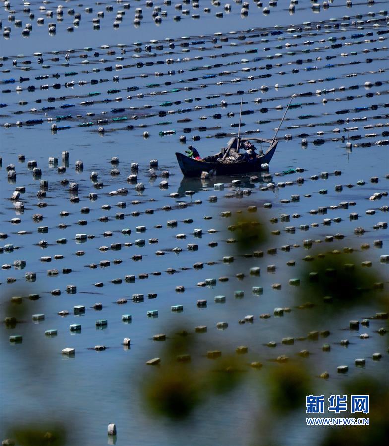 福建連江：小鮑魚 大産業