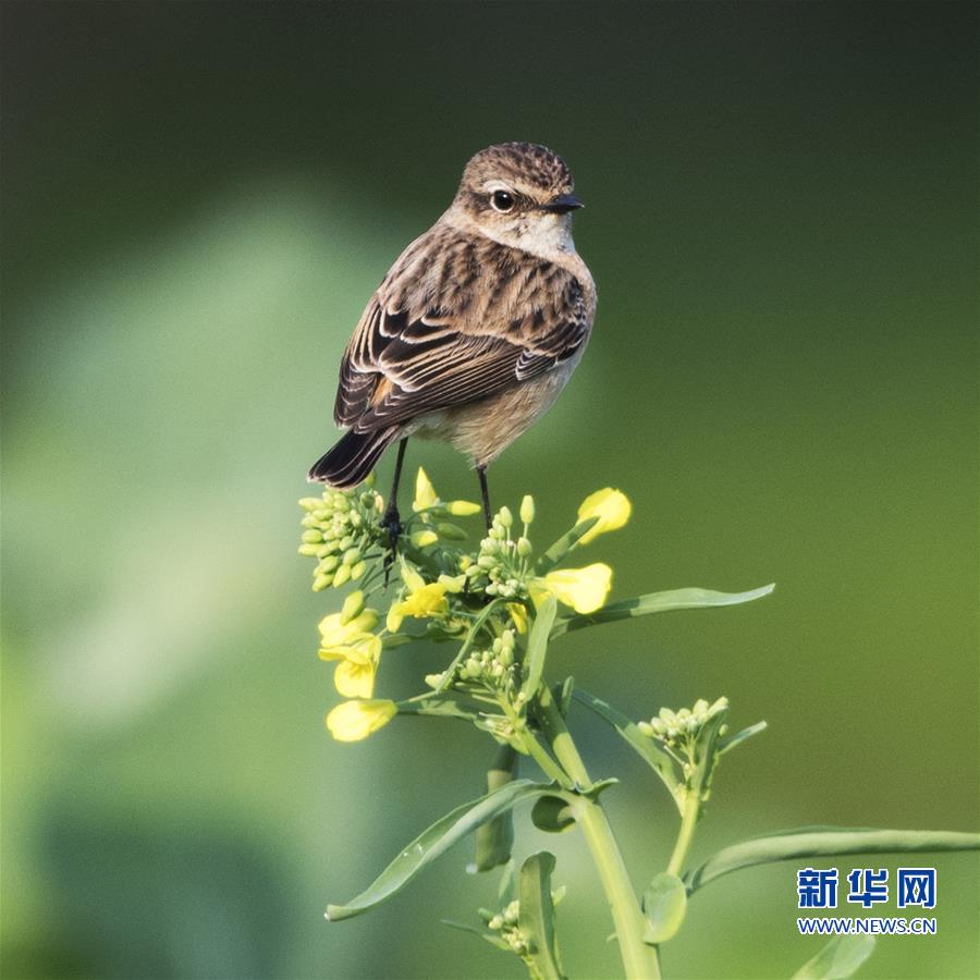 【焦點圖】【福州】【移動版】【Chinanews帶圖】福州：早春枝頭鳥兒俏