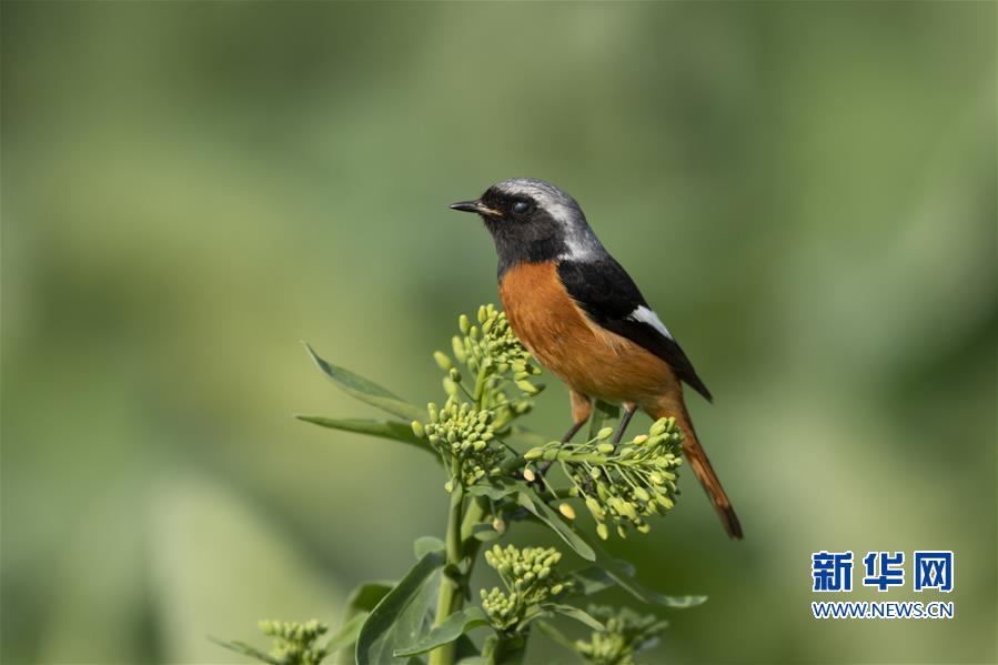 【焦點圖】【福州】【移動版】【Chinanews帶圖】福州：早春枝頭鳥兒俏