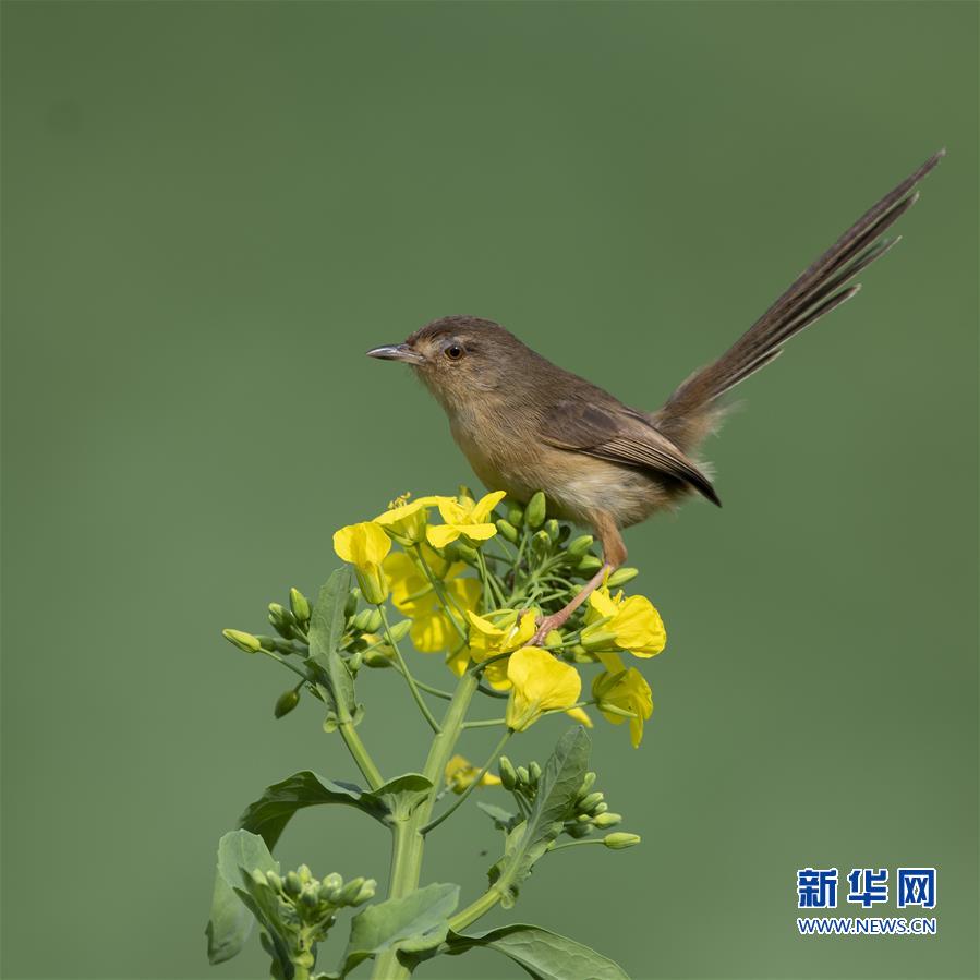 【焦點圖】【福州】【移動版】【Chinanews帶圖】福州：早春枝頭鳥兒俏