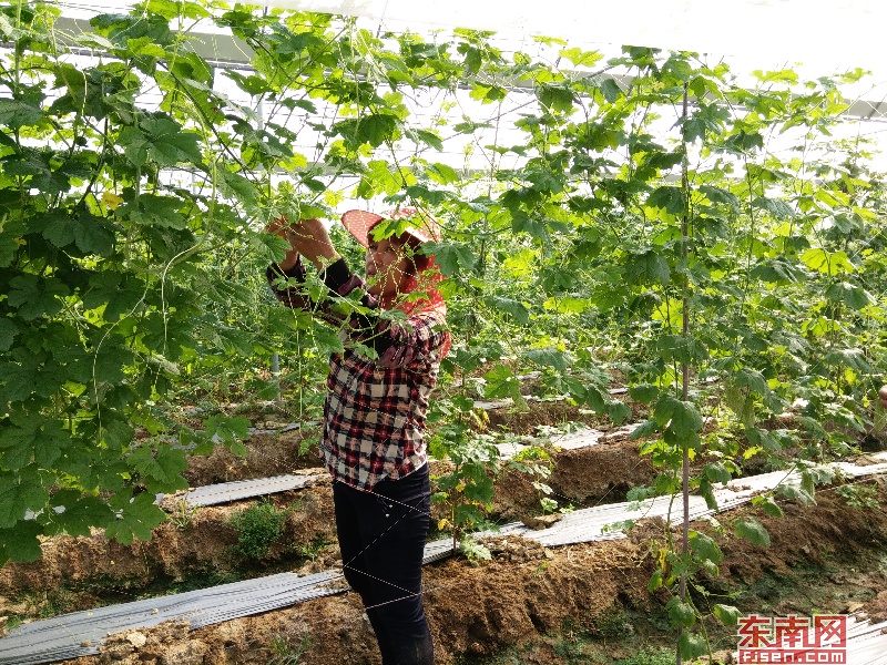 【要聞】【漳州】【移動版】【Chinanews帶圖】漳州南靖龍山鎮鄉村振興：人才環境産業三管齊下