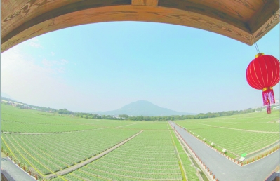 【福建時間主推】【漳州】【移動版】【Chinanews帶圖】福建漳州：水仙花的“重生”新思維