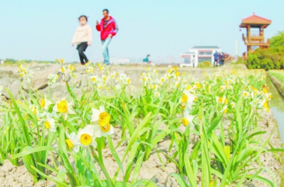 【福建時間主推】【漳州】【移動版】【Chinanews帶圖】福建漳州：水仙花的“重生”新思維