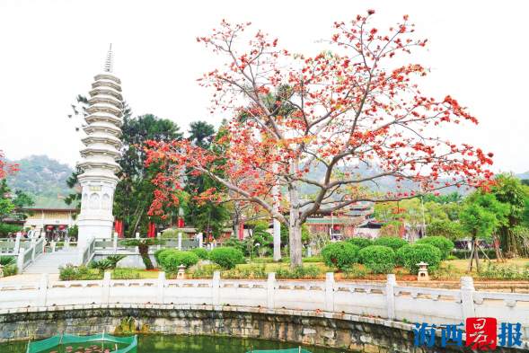 【圖説福建第六張】【廈門】【移動版】【Chinanews帶圖】廈門：春暖花先知 木棉紅滿城