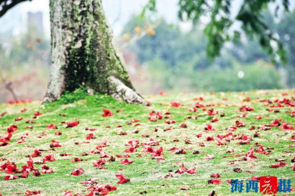 廈門：春暖花先知 木棉紅滿城