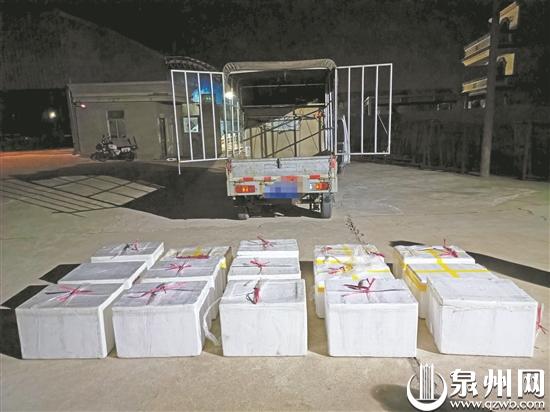 泉州海警破獲走私鰻魚苗案 15箱“軟黃金”價值近500萬元