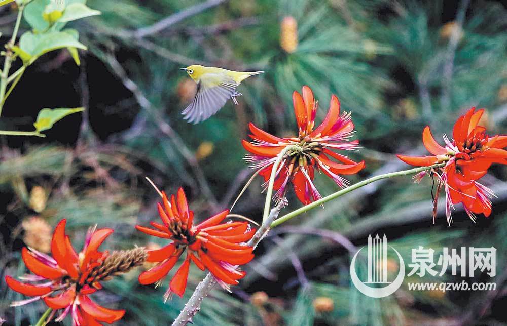 【焦點圖】【泉州】【移動版】【Chinanews帶圖】泉州：繡眼鬧春刺桐紅