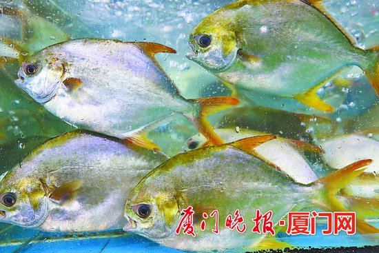 【財經主推】【廈門】【移動版】【Chinanews帶圖】廈門：三個月伏季休漁將開始 將出現囤魚高峰