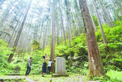 【福建時間主推】【南平】【移動版】【Chinanews帶圖】走進閩北百年杉木林：新版“綠色金庫”創建記