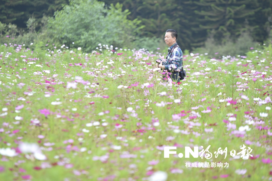 【圖説福建第六張】【福州】【移動版】【Chinanews帶圖】波斯菊閩江公園盛放