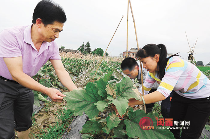 【焦點圖】【龍岩】【移動版】【Chinanews帶圖】福建連城縣涉農部門工作人員指導農民搶收、補種