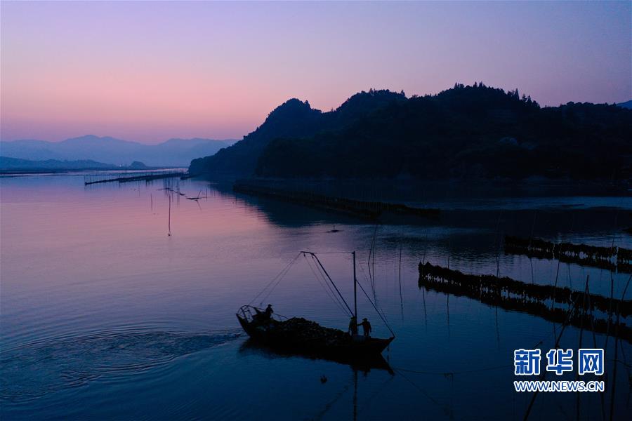 福建霞浦：海帶迎來收穫季