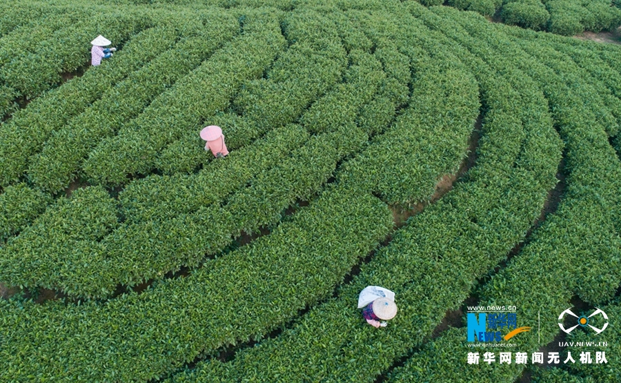 福建詔安：八仙山下採春茶