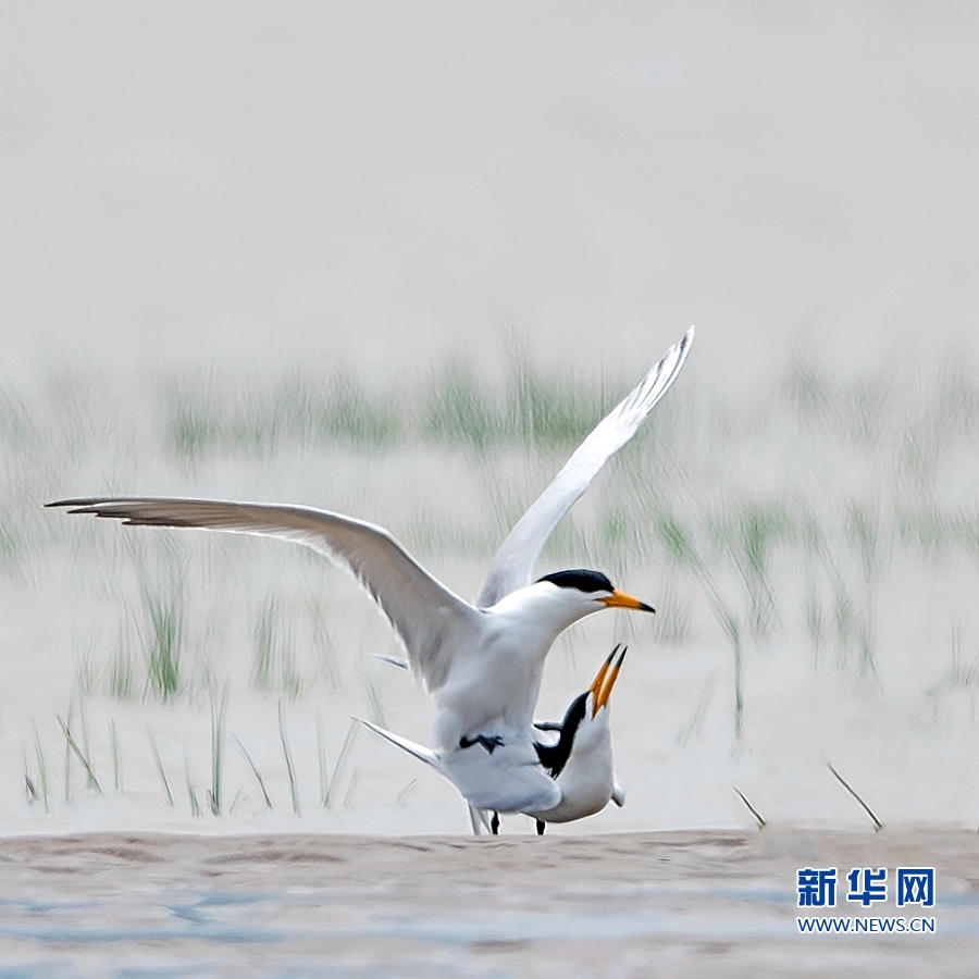 【焦點圖】【福州】【移動版】【Chinanews帶圖】閩江口濕地成為全球瀕危鳥類聚集地