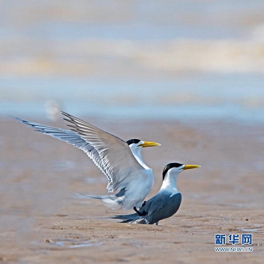 【焦點圖】【福州】【移動版】【Chinanews帶圖】閩江口濕地成為全球瀕危鳥類聚集地