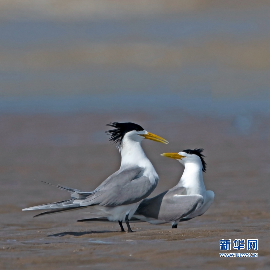 【焦點圖】【福州】【移動版】【Chinanews帶圖】閩江口濕地成為全球瀕危鳥類聚集地