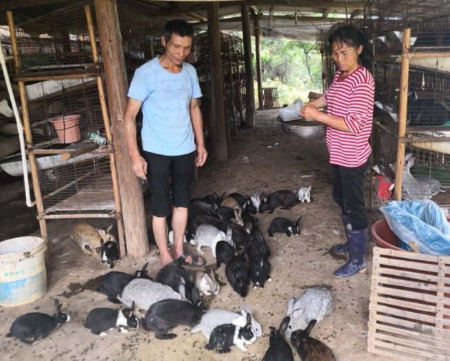 【福建時間主推】【龍岩】【移動版】【Chinanews帶圖】龍岩激勵性扶貧：7萬多貧困群眾“競爭上崗”搞生産