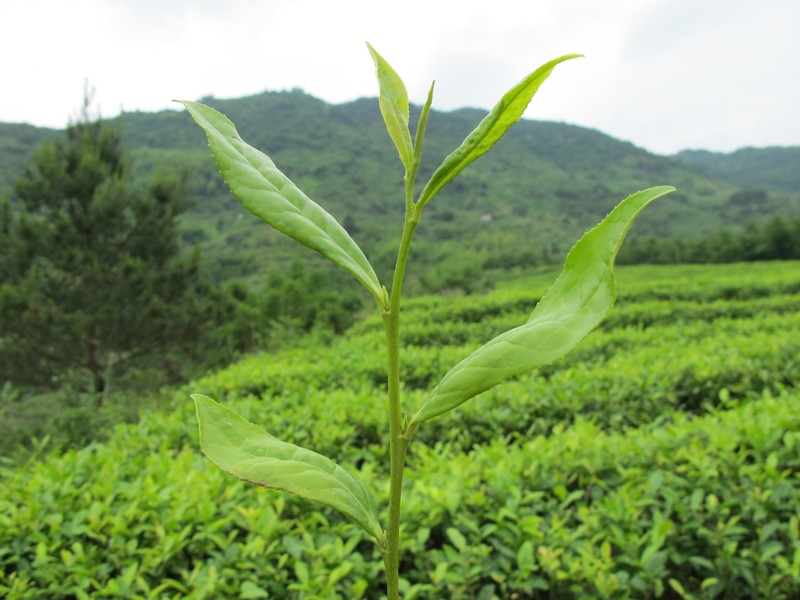 【專題 縣域板塊】霞浦：多方面打造茶業公共品牌 促進國內茶葉市場消費