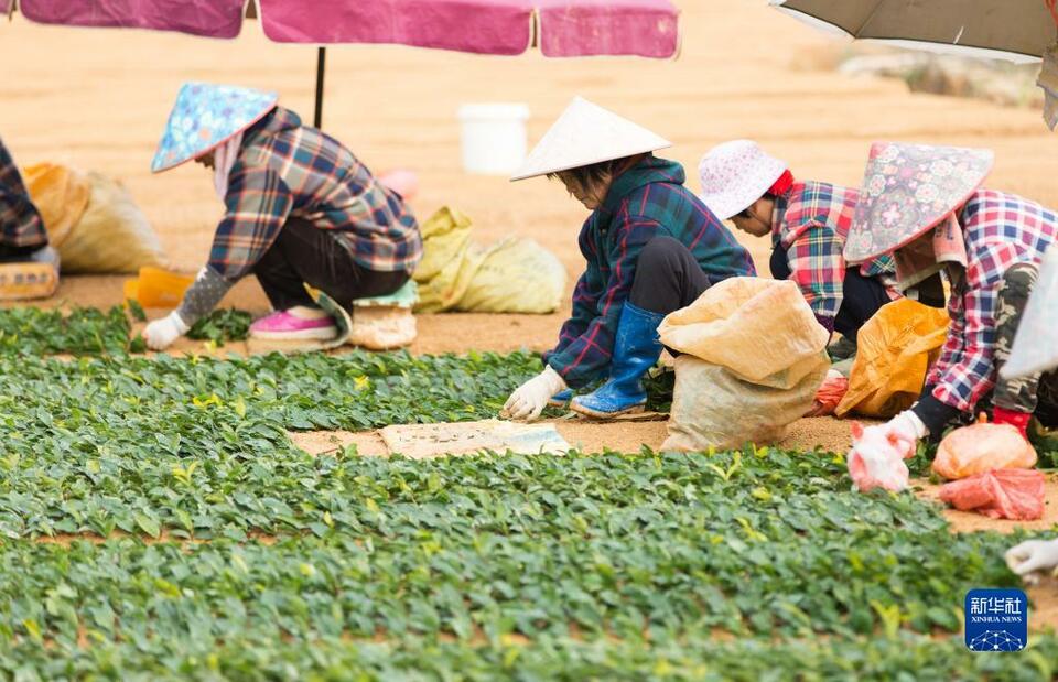 福建寧德：冬閒變冬忙 茶苗促增收