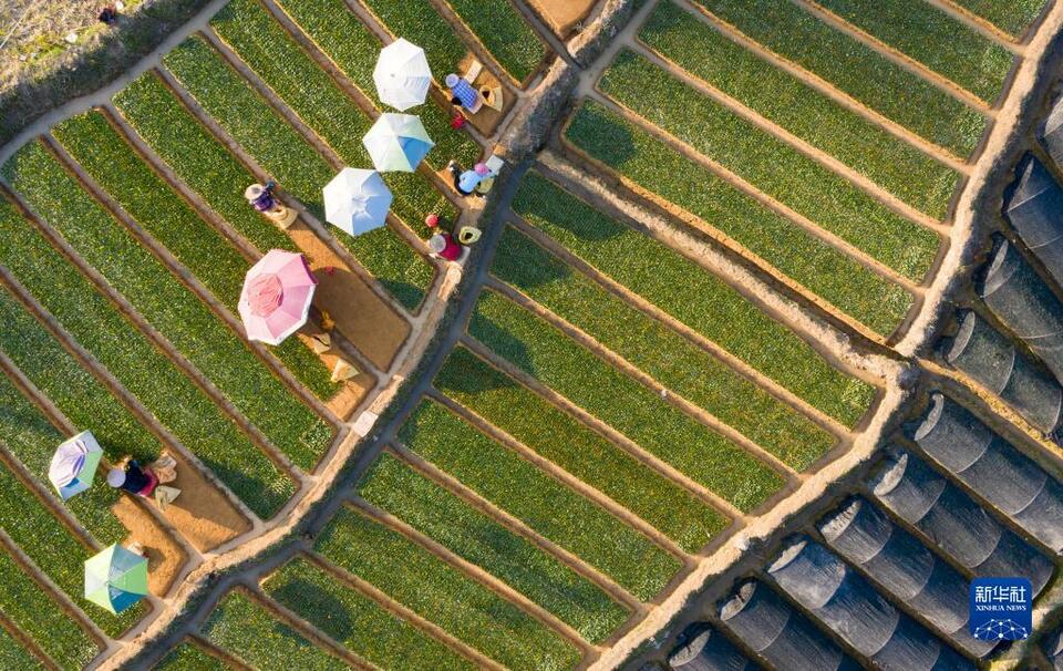 福建寧德：冬閒變冬忙 茶苗促增收