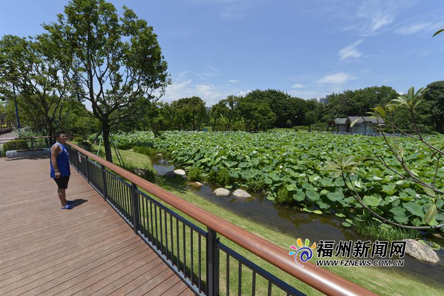 閩江公園南園改造升級 “疏”出一片清爽荷塘