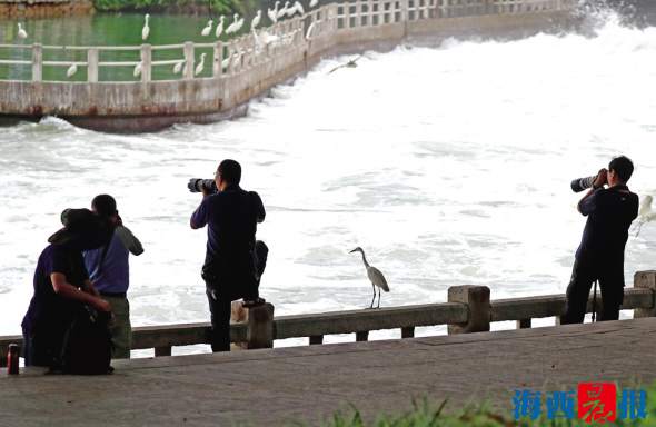 生態廈門：藍天碧海滿城綠 海豚戲水鳥入林