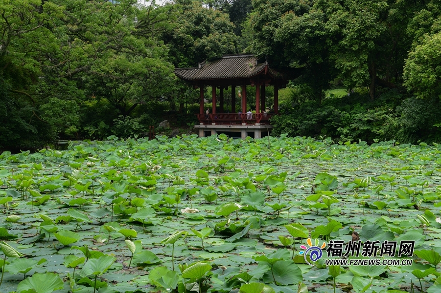 驚艷！福州城內8處荷塘等你來打卡