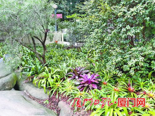 廈門園林植物園美景“上新”