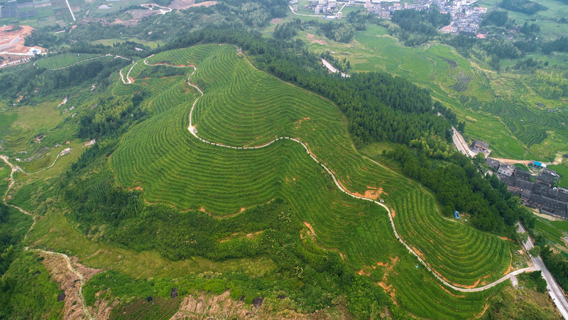 寧德周寧縣“高山雲霧茶”品牌效益凸顯 農民增收致富