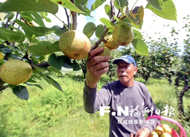 【美食 圖文】“文旅農”助力　老梨園煥發新生機