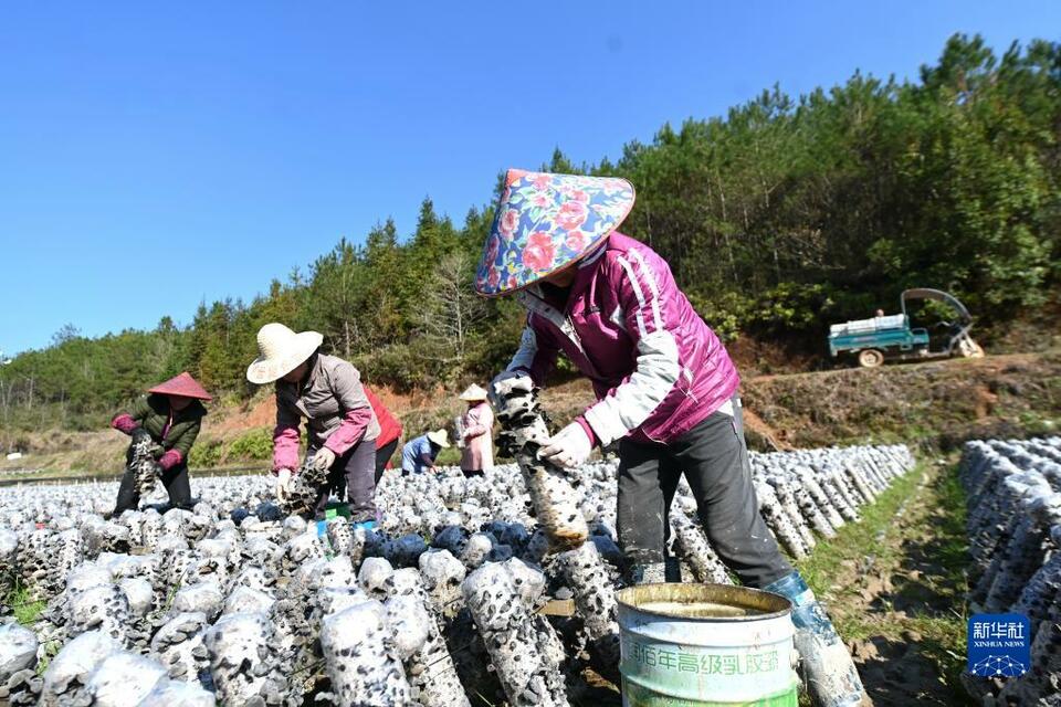 福建松溪：發展特色産業 推動增收致富