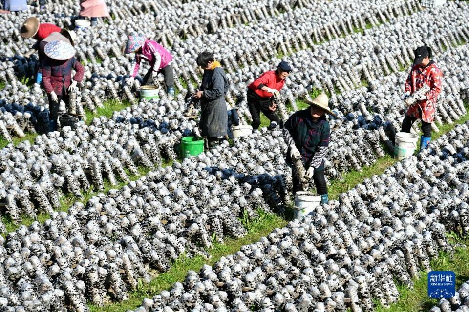 福建松溪：發展特色産業 推動增收致富