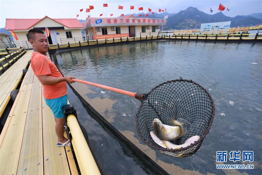 福建寧德：一尾黃魚遊出百億産業