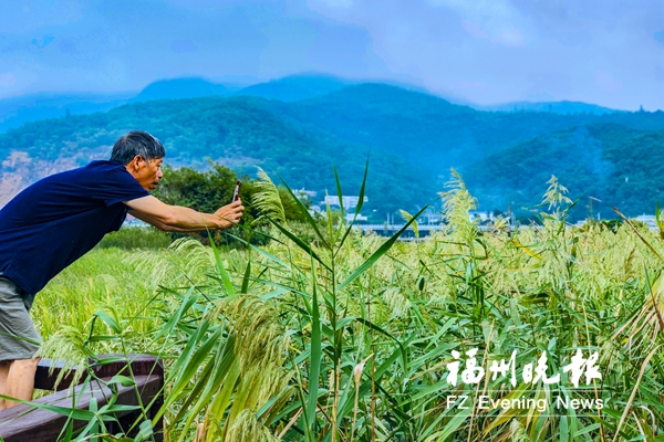 福州花海公園又添新景 百畝葦海蘆花飄