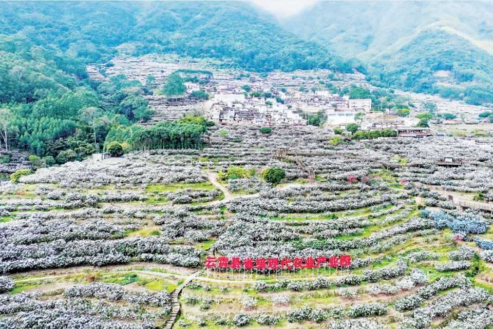 漳州雲霄棪樹村：拓寬枇杷産業鏈 探尋振興新路子_fororder_微信截圖_20240219092958