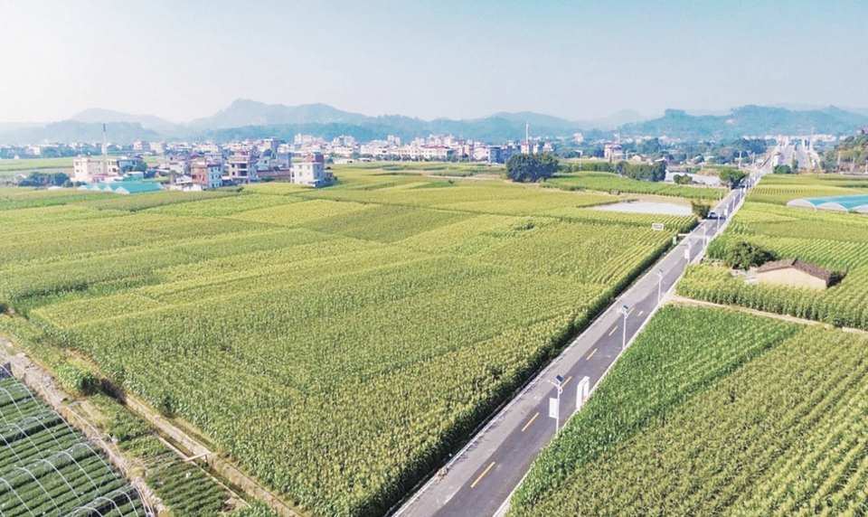 漳州長泰陳巷鎮：跨村聯建謀發展 抱團走上共富路_fororder_WX20240530-093408@2x