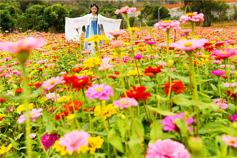 石獅：花海谷“百日菊”爭相鬥艷迎客來