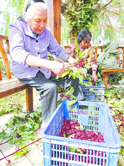 武夷山五夫：打造爆款讓土特産走出大山