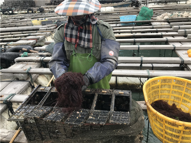 全國鮑魚養殖基地奇達村：“旅遊+農業”促進鄉村産業振興