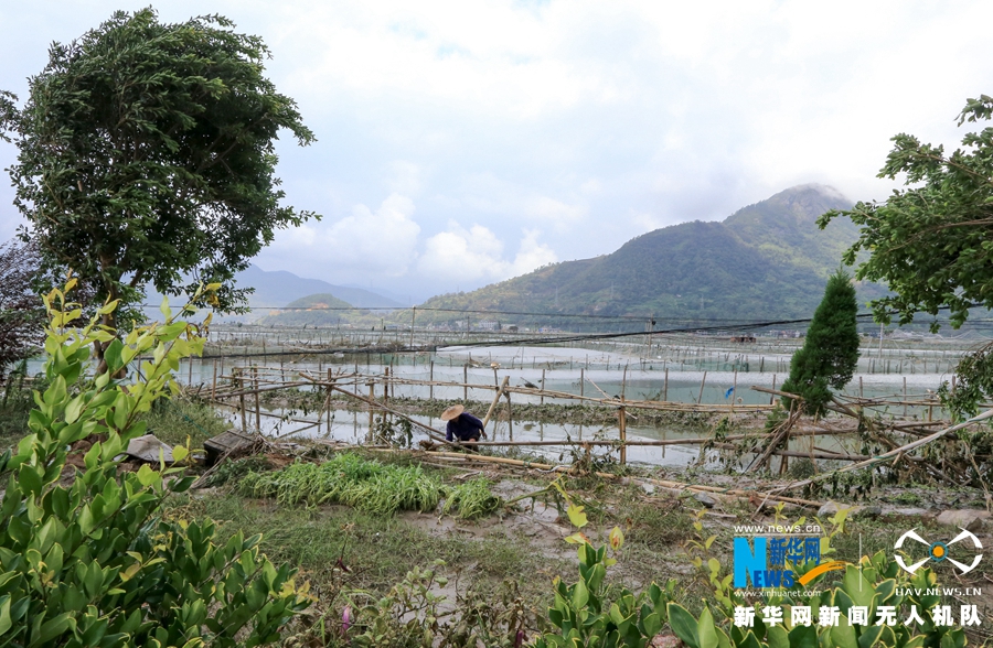 直擊閩東災區牙城鎮：海上養殖場受重創 漁民忙重建