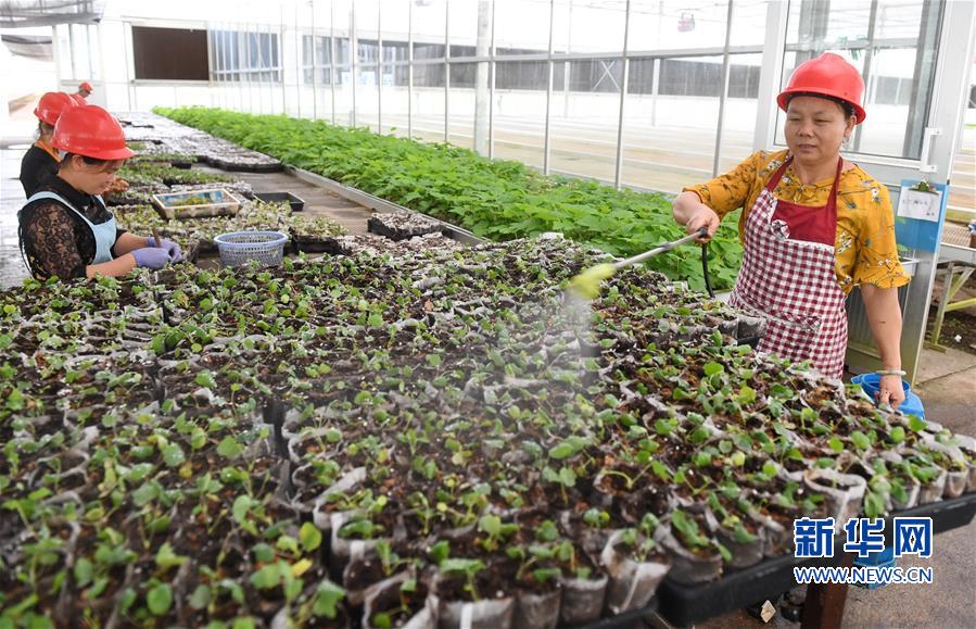 【焦點圖】【移動版 輪播圖】【滾動新聞】福建將樂：生態産業助脫貧