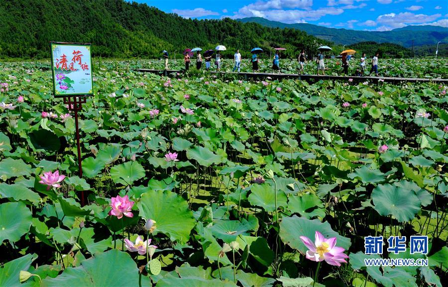 【焦點圖】【移動版 輪播圖】【滾動新聞】武夷山：清風荷塘引客來