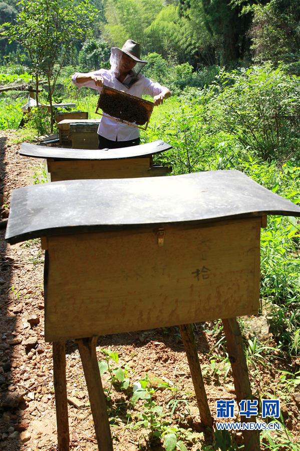 【焦點圖】【移動版 輪播圖】【滾動新聞】福建順昌：高山生態養蜂助農增收