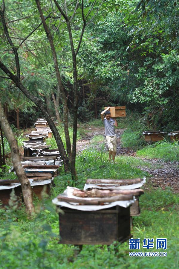 【焦點圖】【移動版 輪播圖】【滾動新聞】福建順昌：高山生態養蜂助農增收