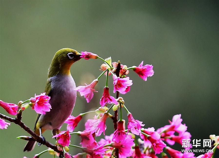 廈門：繡眼鳥鬧枝頭 低聲嘁嘁喳喳