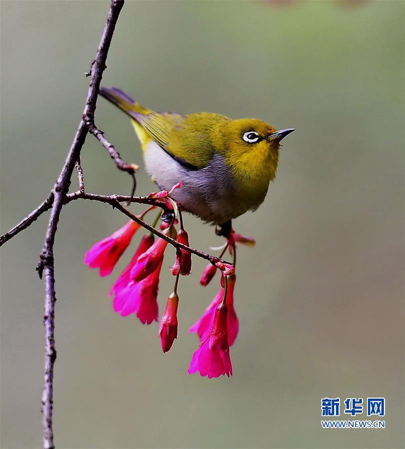 廈門：繡眼鳥鬧枝頭 低聲嘁嘁喳喳