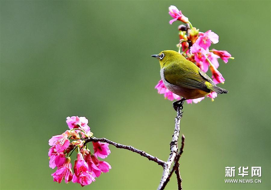 廈門：繡眼鳥鬧枝頭 低聲嘁嘁喳喳