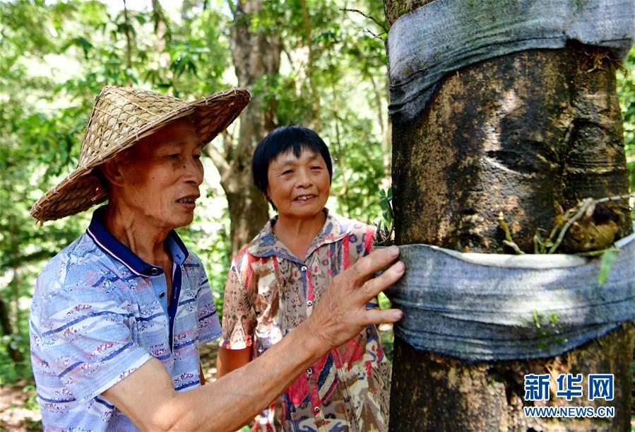 【焦點圖】【移動版 輪播圖】【滾動新聞】福建：發展林下經濟 助推精準扶貧